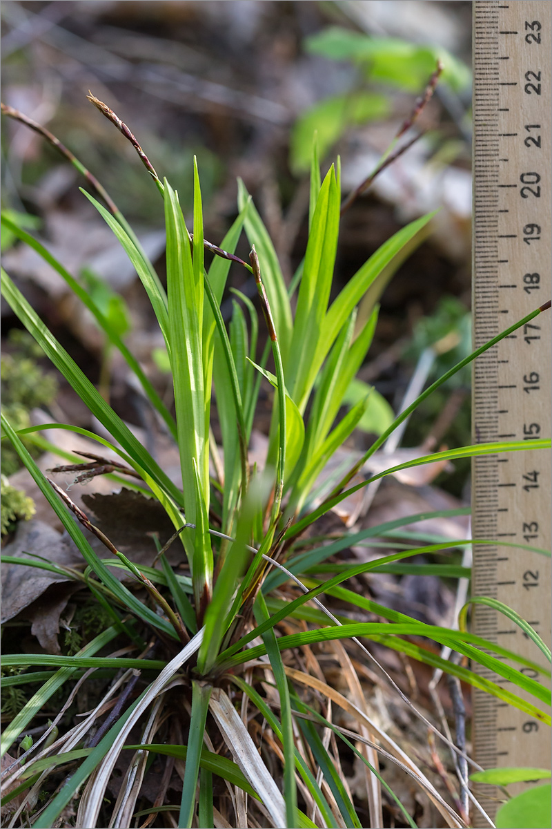 Image of Carex digitata specimen.