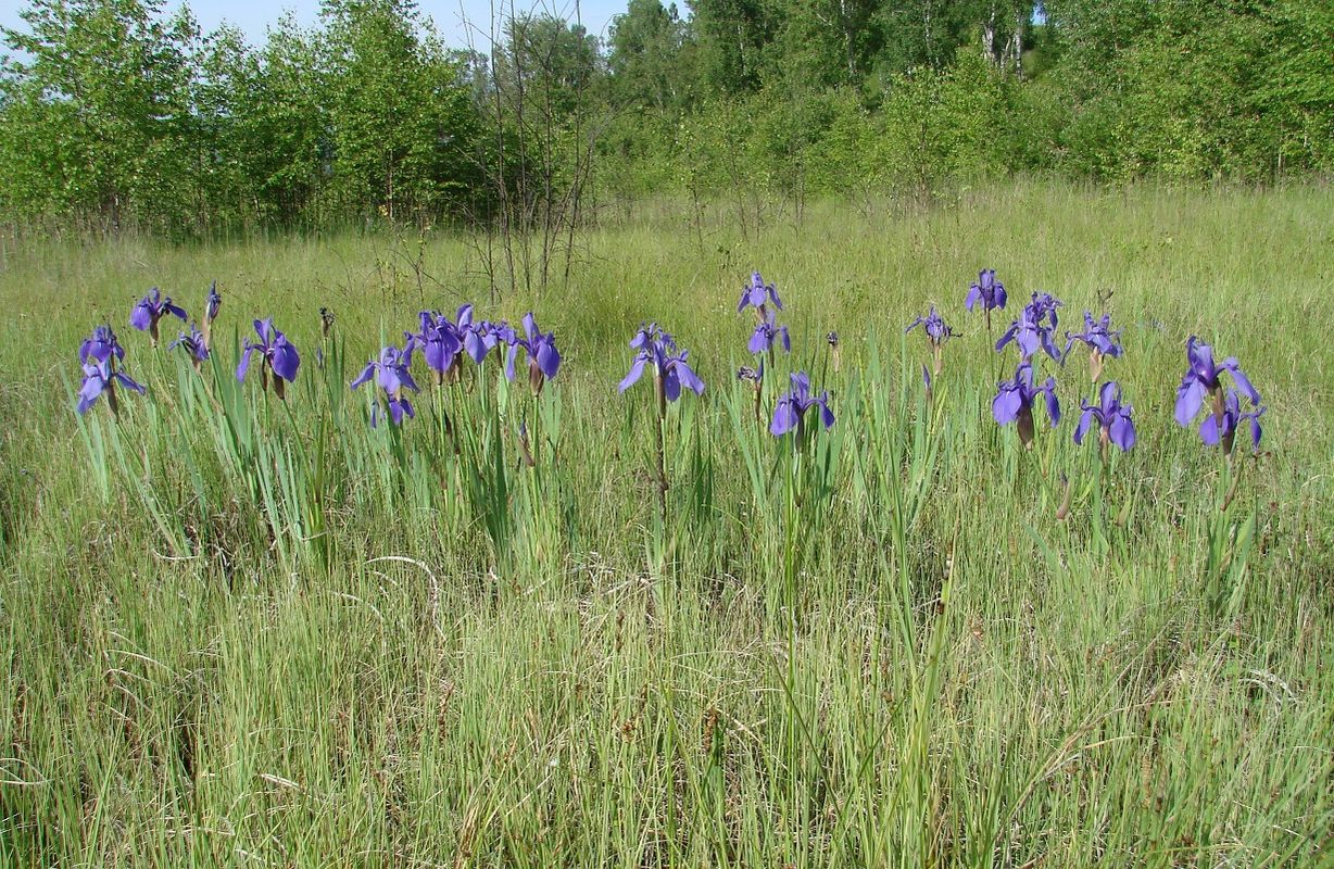 Изображение особи Iris laevigata.