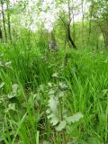 Salvia verbenaca. Верхняя часть цветущего растения. Душанбе, Ботанический сад. 18.04.2017.
