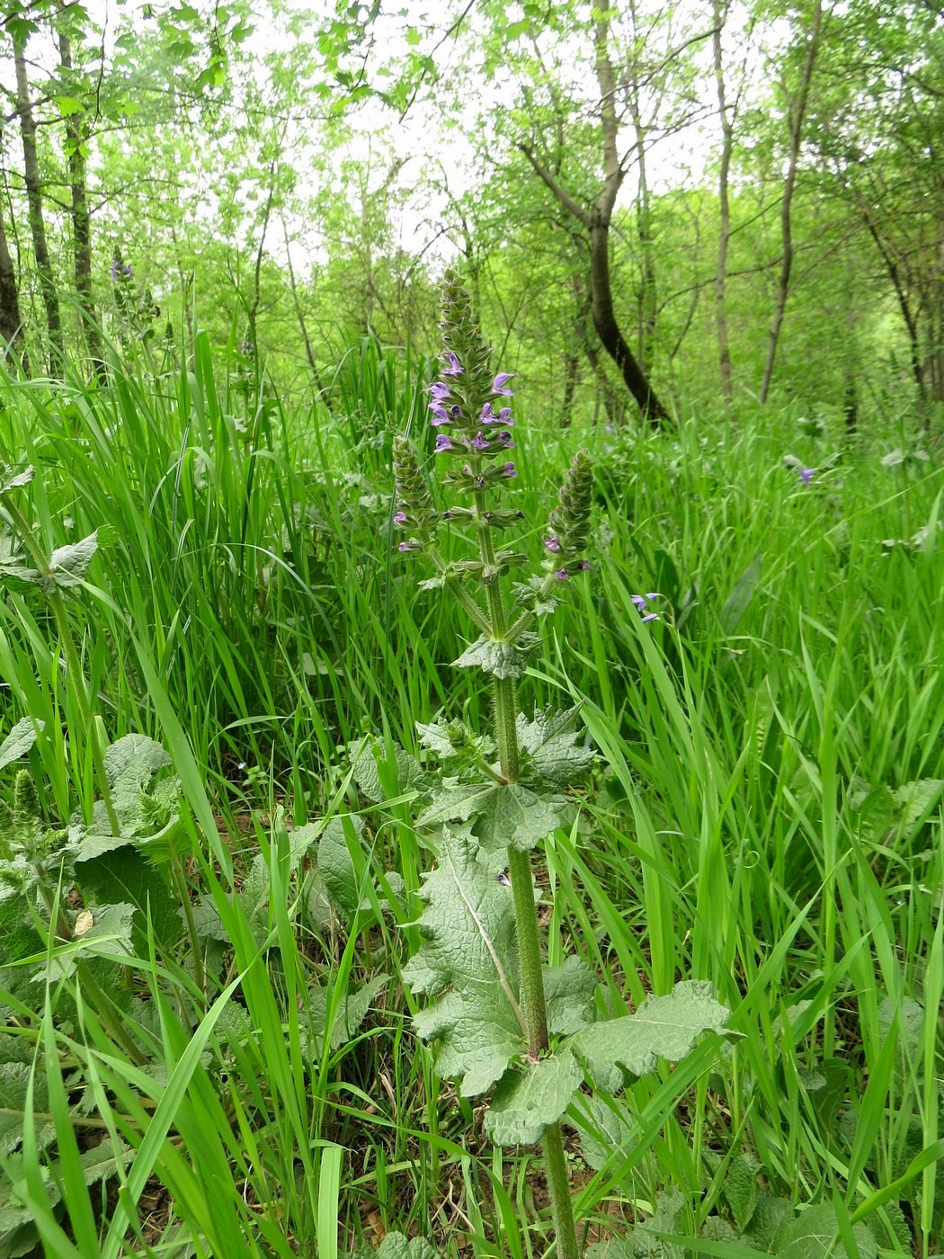 Изображение особи Salvia verbenaca.