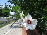 Hibiscus syriacus