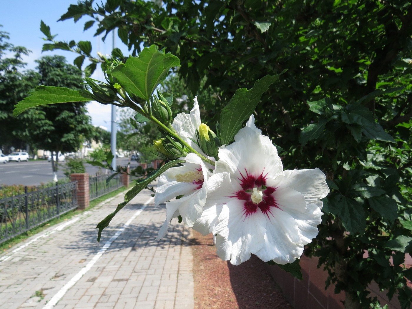 Image of Hibiscus syriacus specimen.