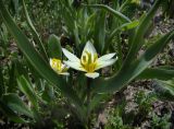 Tulipa dasystemonoides