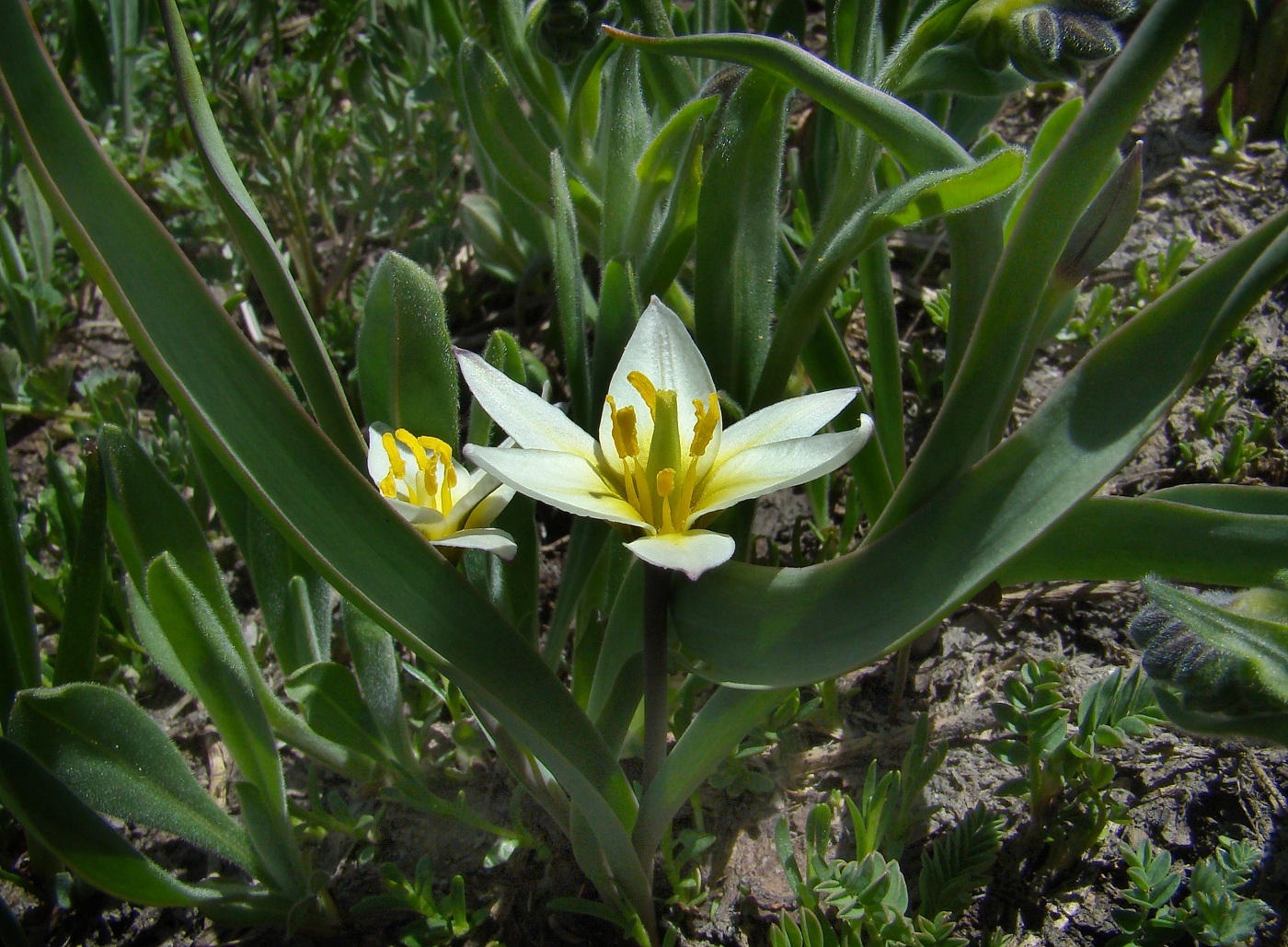 Image of Tulipa dasystemonoides specimen.