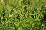 Vicia tetrasperma