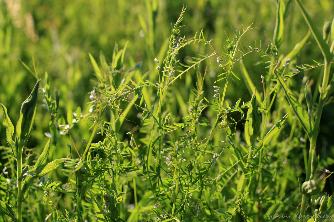 Image of Vicia tetrasperma specimen.