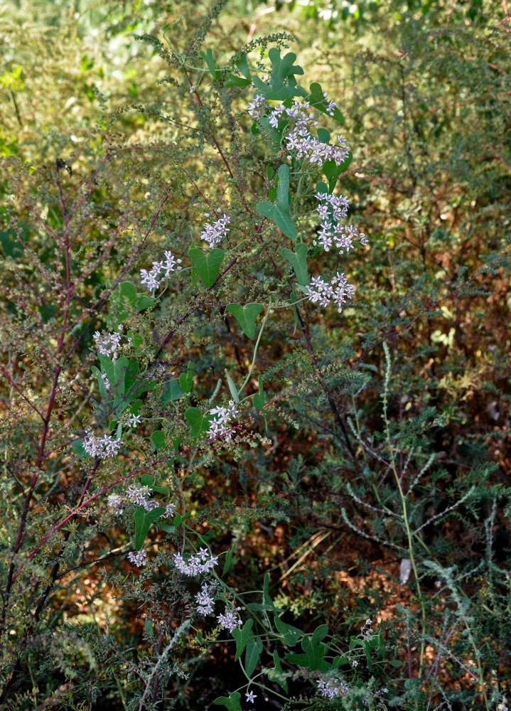 Image of Cynanchum acutum specimen.