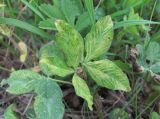 Trifolium pratense