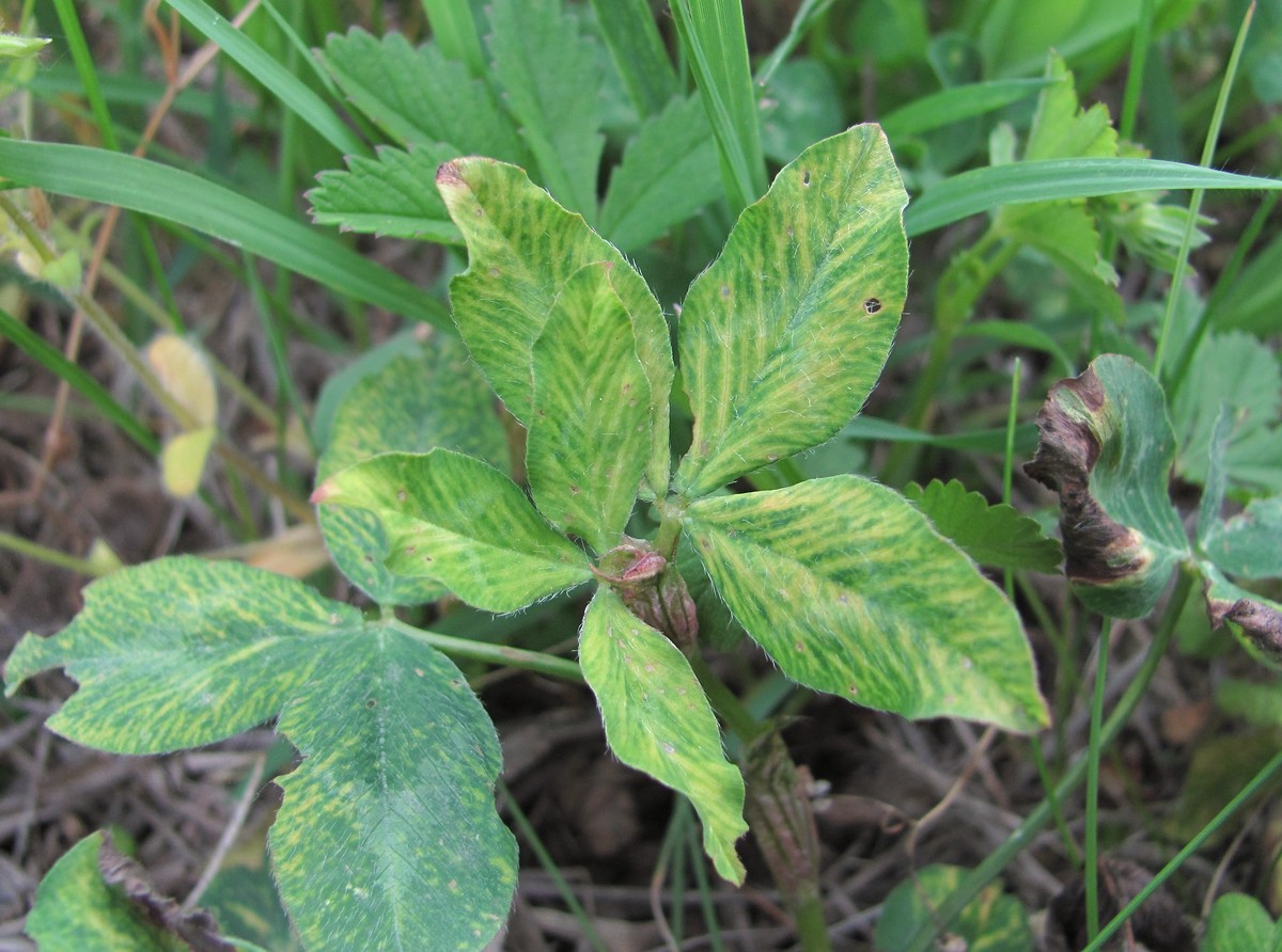 Image of Trifolium pratense specimen.