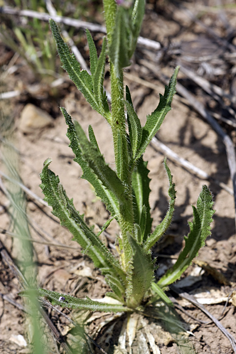 Image of Parrya khorasanica specimen.