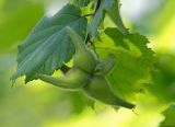 Corylus mandshurica. Соплодие и лист. Амурская обл., Хинганский заповедник, отроги Малого Хингана, басс. р. Карапча, широколиственный лес. 05.08.2018.
