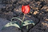 Tulipa alberti. Цветущее растение. Казахстан, Туркестанская обл., Сузакский р-н, Западная Бетпак-Дала, окр. пос. Кыземшек (бывш. Степной), равнинная полынно-боялычная пустыня, на глинистой почве. 26 апреля 2021 г.