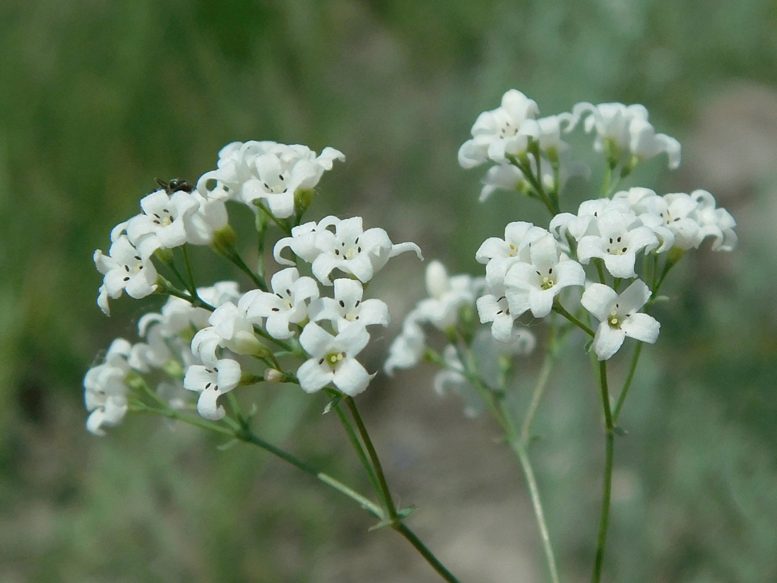 Изображение особи Galium octonarium.