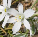 Ornithogalum navaschinii