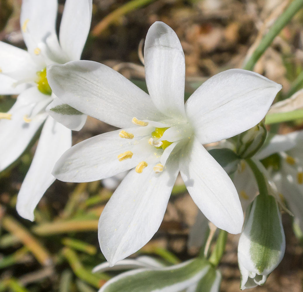 Изображение особи Ornithogalum navaschinii.