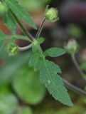 Calceolaria tripartita