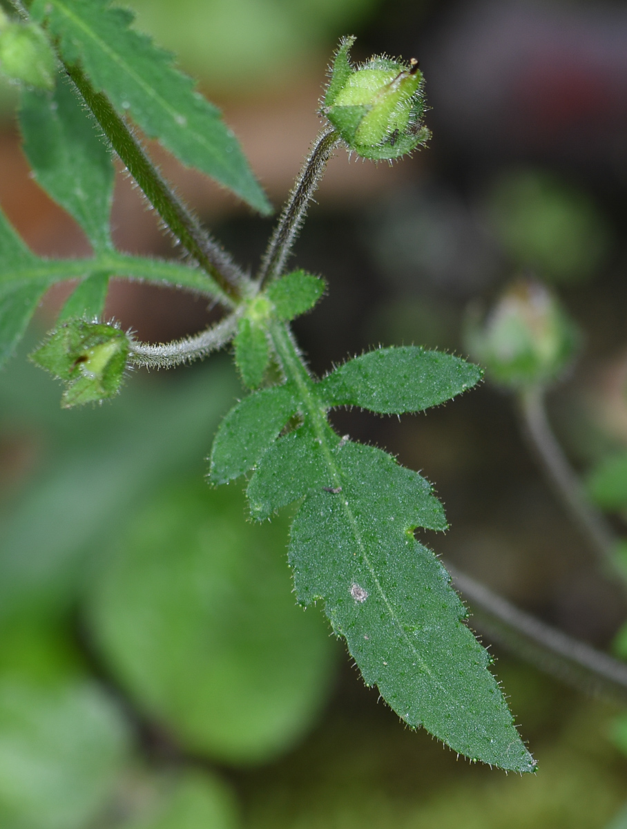 Изображение особи Calceolaria tripartita.