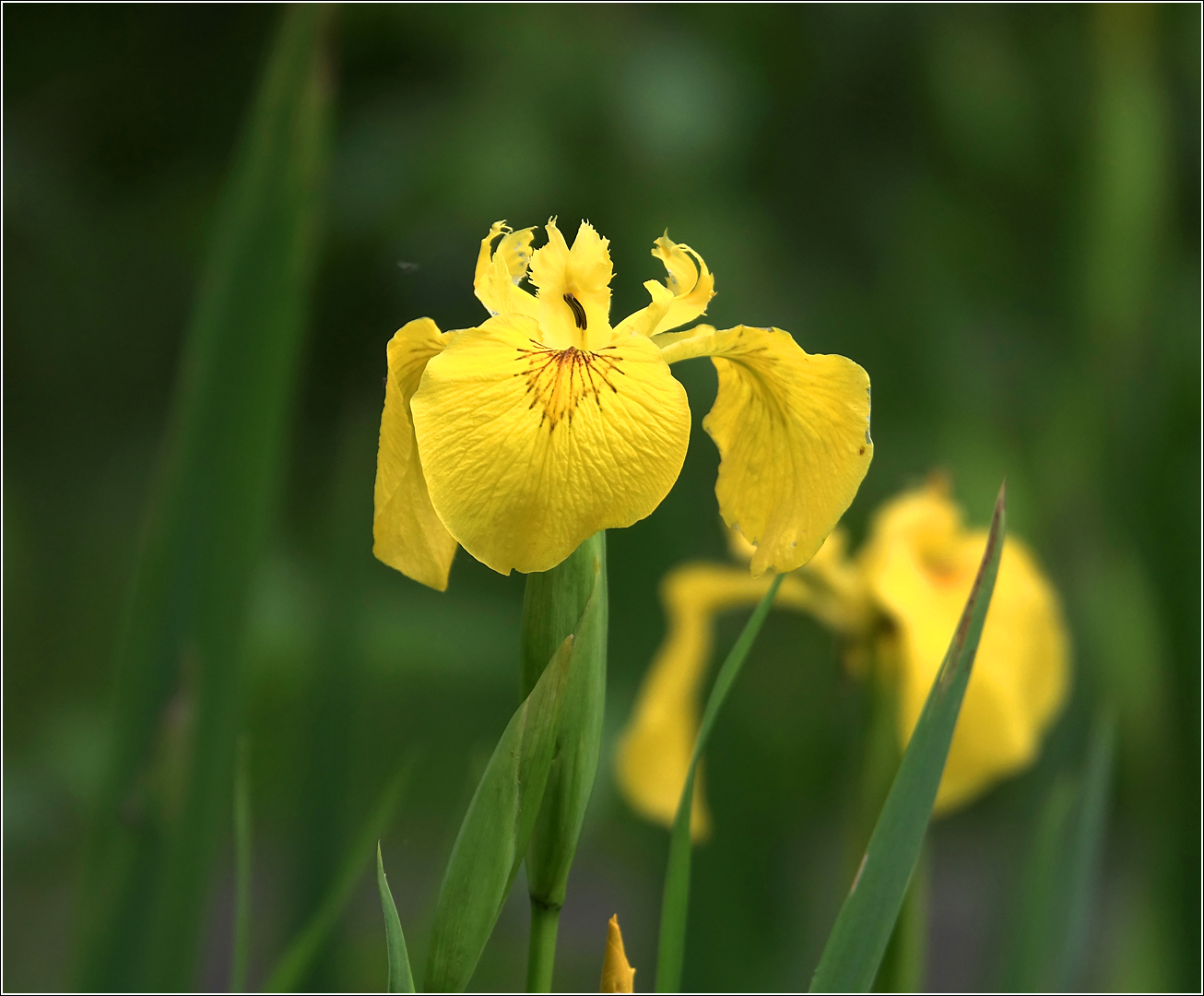 Изображение особи Iris pseudacorus.