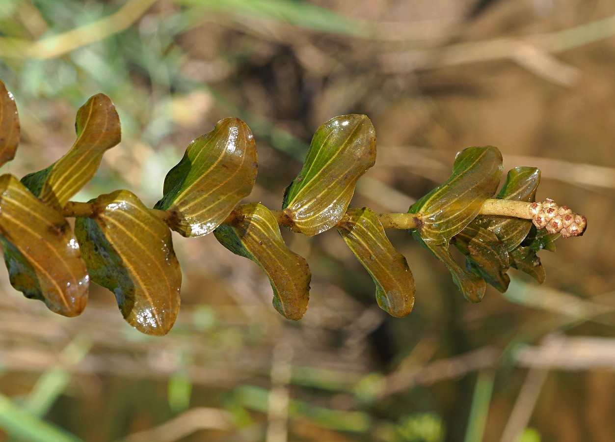 Image of Potamogeton perfoliatus specimen.