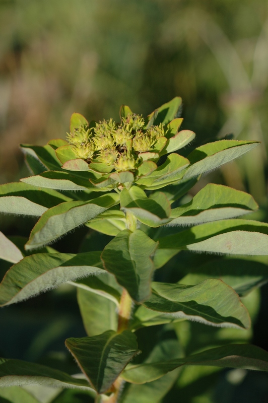 Image of Euphorbia pilosa specimen.