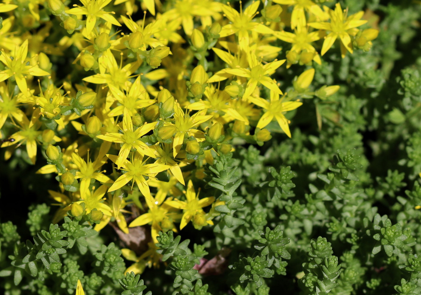 Image of Sedum acre specimen.