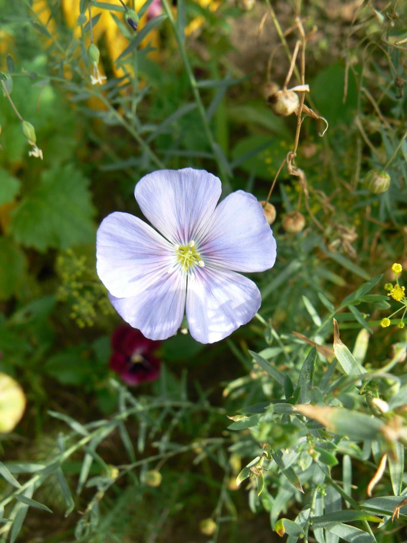 Image of Linum amurense specimen.