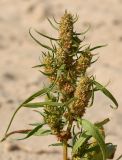 Rumex maritimus