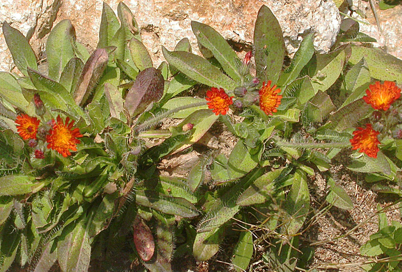 Image of Pilosella aurantiaca specimen.
