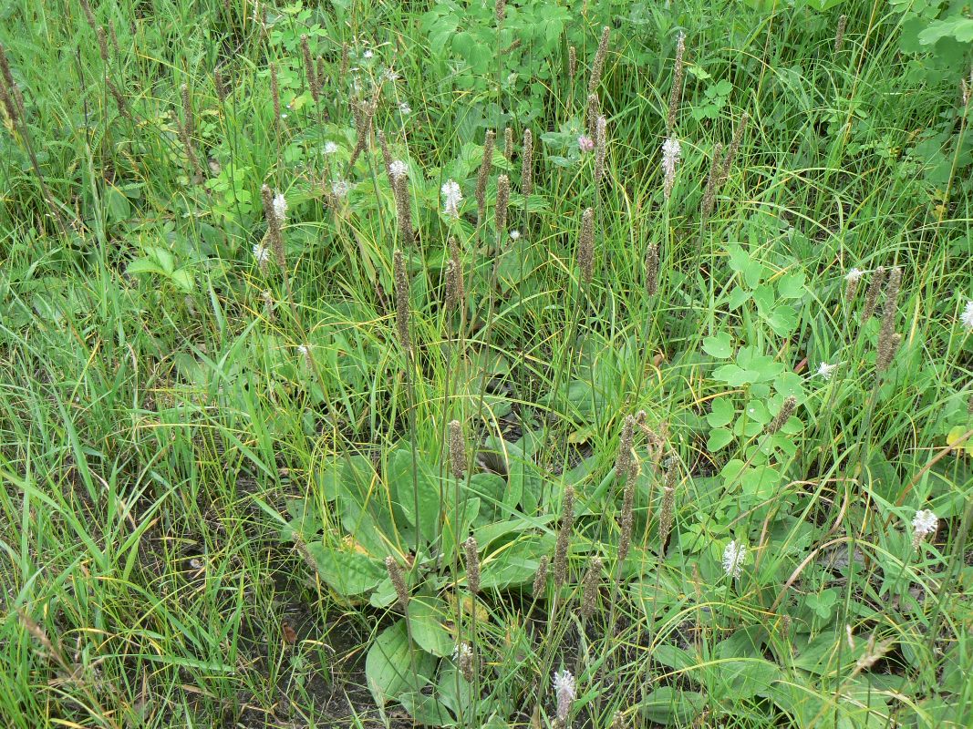 Image of Plantago media specimen.