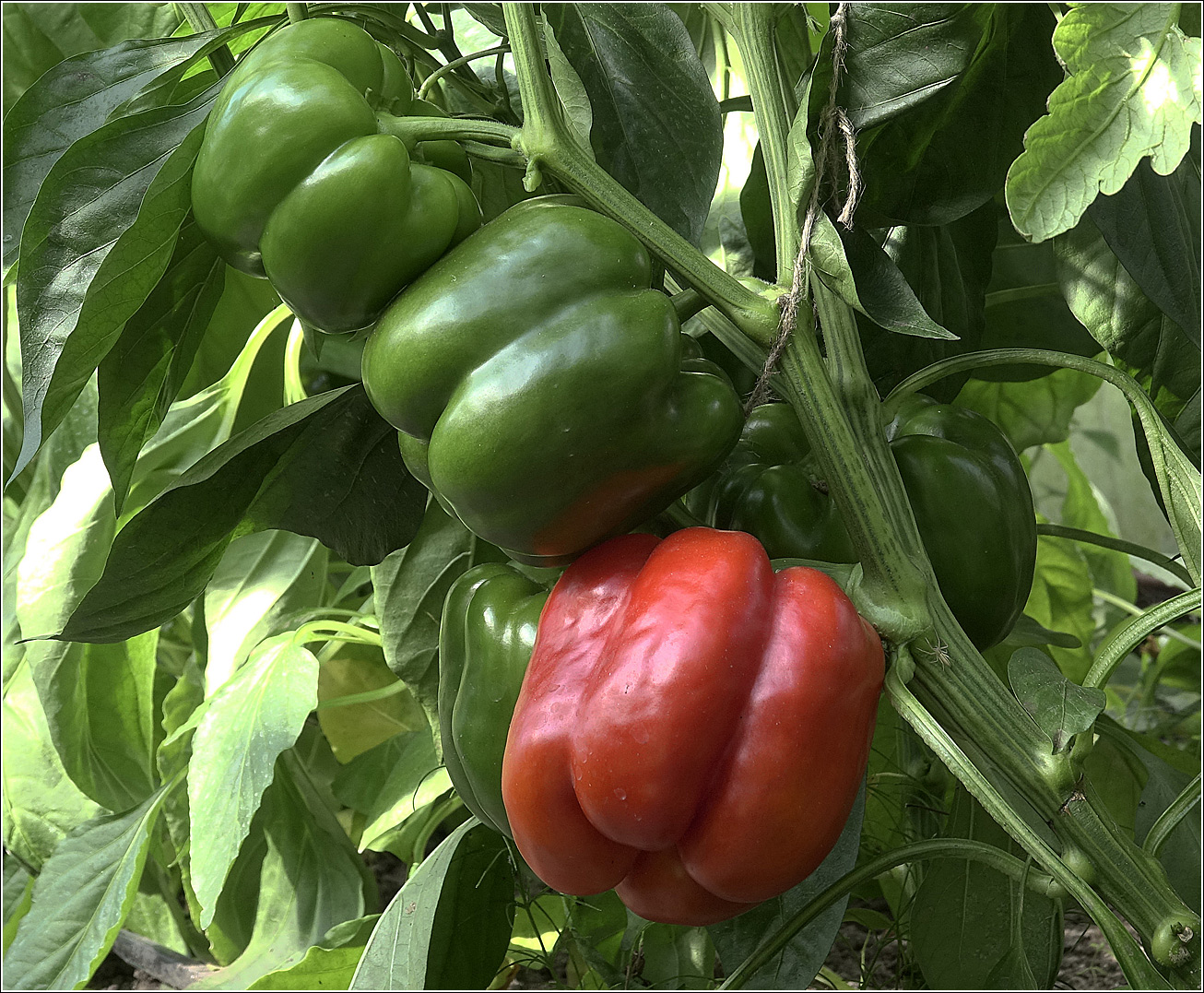 Изображение особи Capsicum annuum.