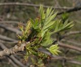 Fraxinus pennsylvanica