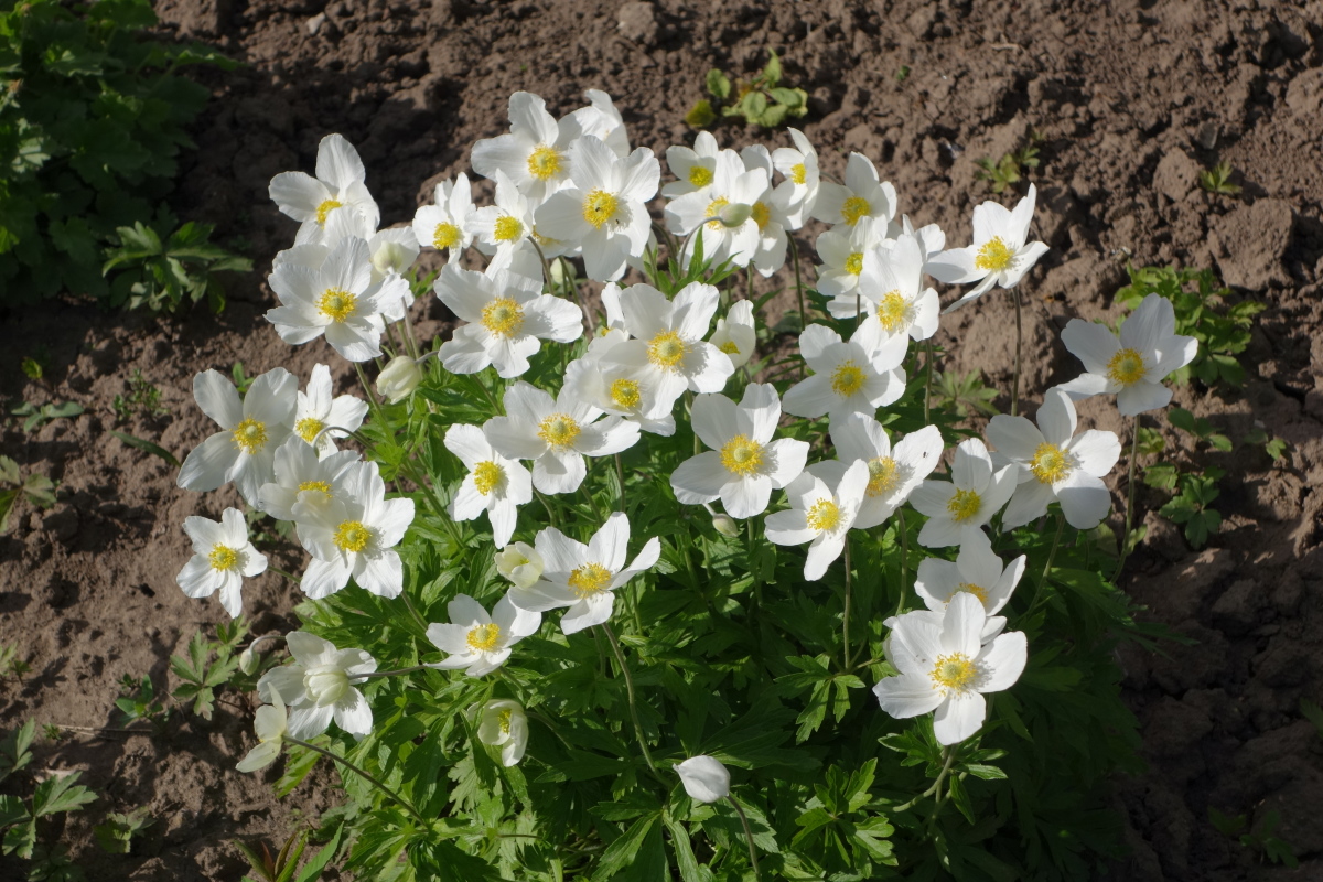 Image of Anemone sylvestris specimen.