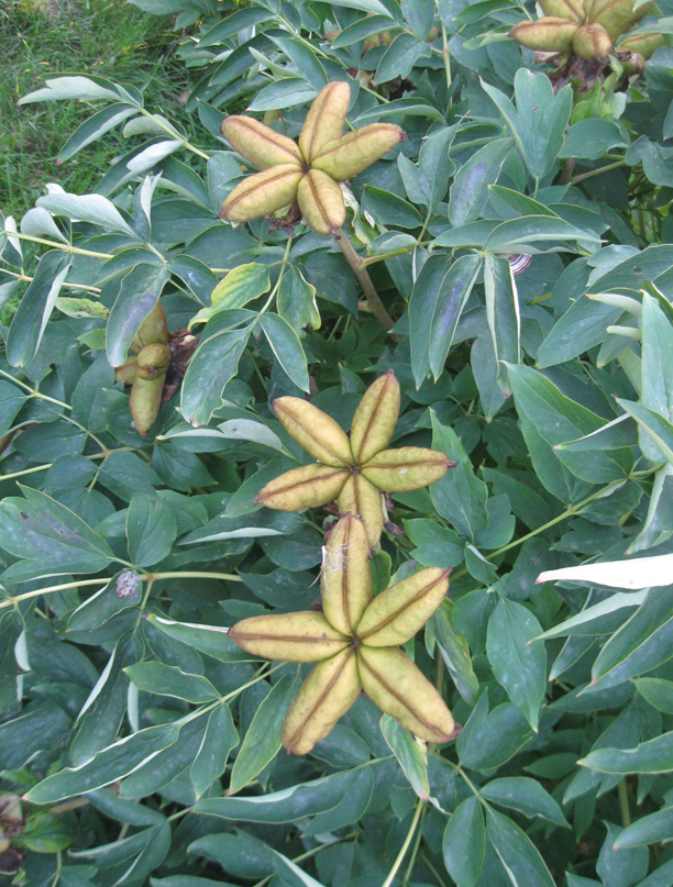 Image of Paeonia suffruticosa specimen.