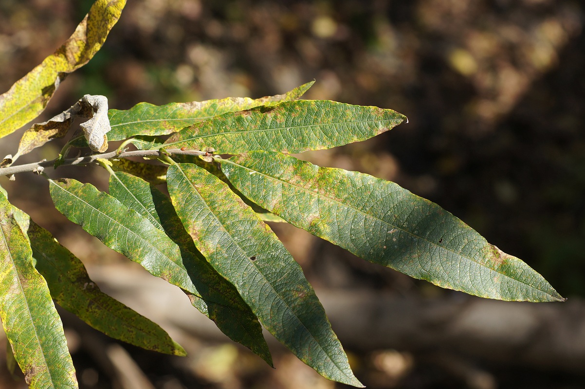 Image of Salix gmelinii specimen.