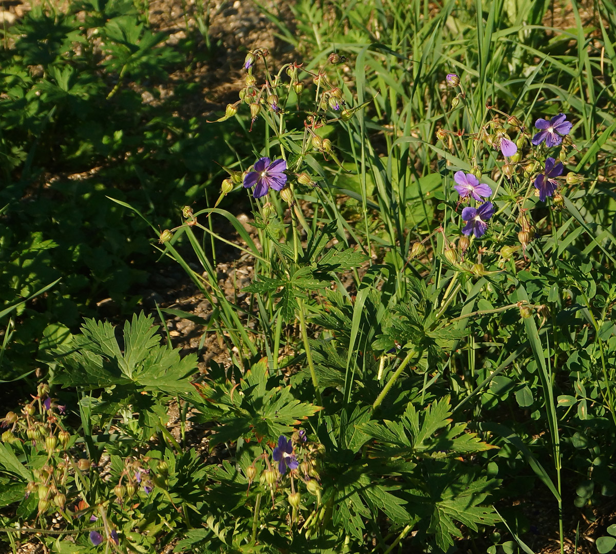 Image of Geranium pratense specimen.
