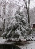 Tsuga canadensis