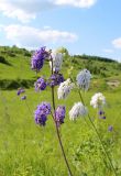 Salvia nutans