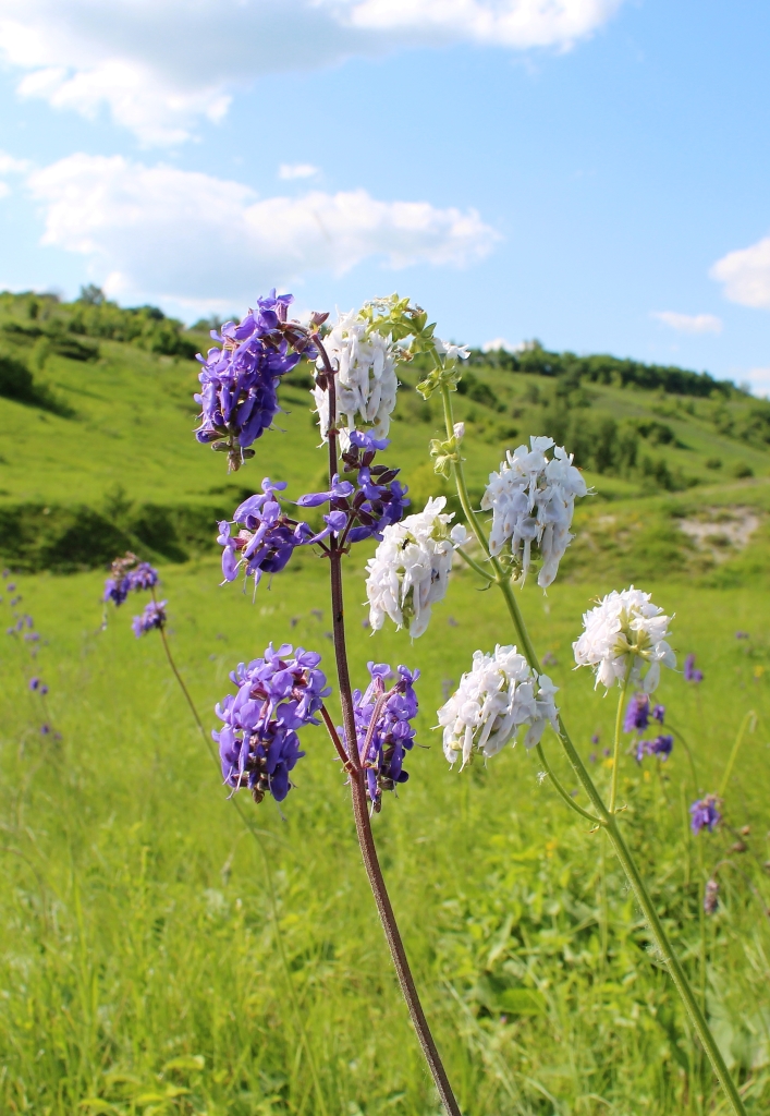 Изображение особи Salvia nutans.