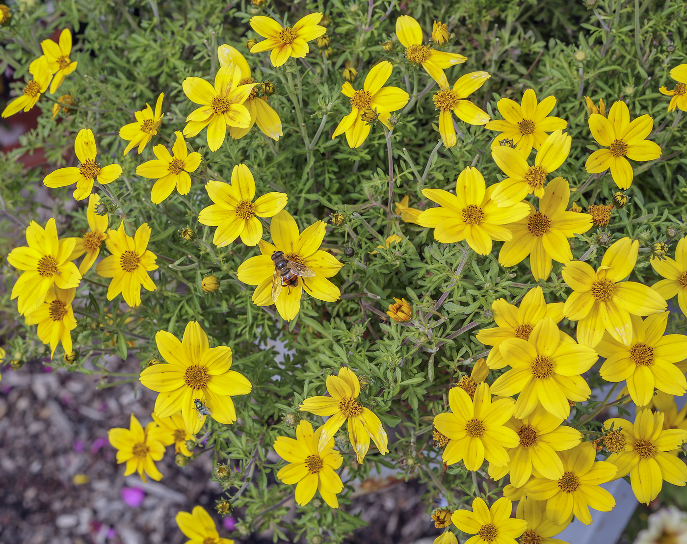 Image of Bidens aurea specimen.