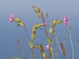 genus Pleconax