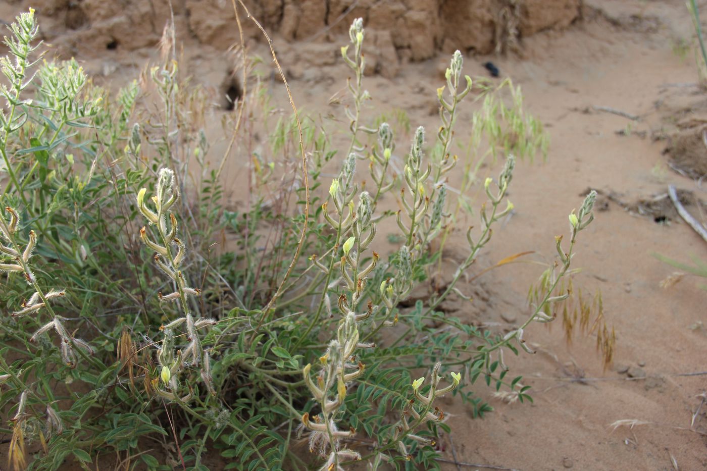 Изображение особи Astragalus turczaninowii.