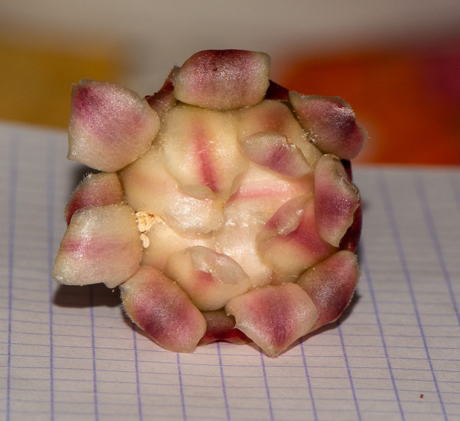 Image of genus Cereus specimen.