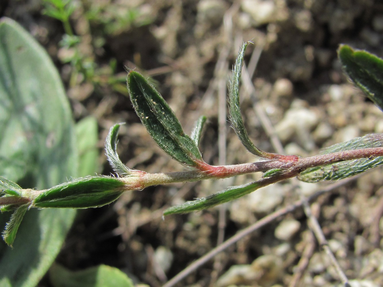 Изображение особи Helianthemum buschii.