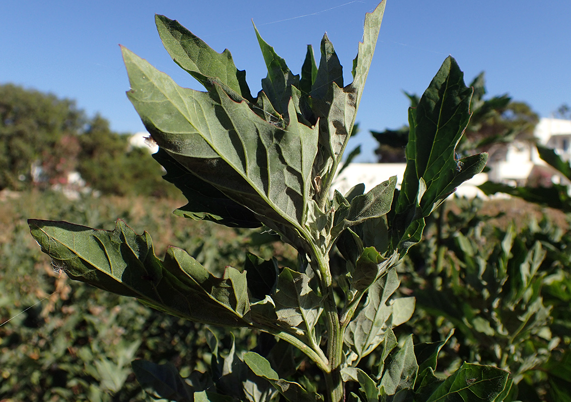 Image of Chenopodium opulifolium specimen.