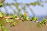 genus Larix. Часть распускающейся веточки с молодой шишкой. Приморский край, Хасанский р-н, Зарубинское гор. пос., окр. с. Витязь, приморский склон. 09.05.2022.