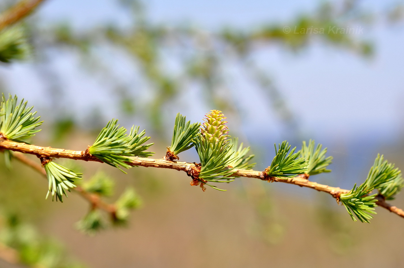 Image of genus Larix specimen.