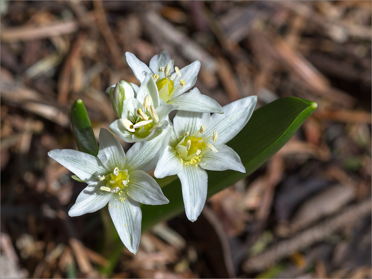 Image of Ornithogalum balansae specimen.