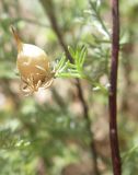 Artemisia aralensis. Лист с галлом. Казахстан, Актюбинская обл., зимовка Таскора (по топооснове 200k - L40-05). 4 июля 2010 г.