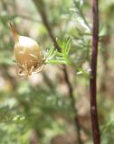 Artemisia aralensis