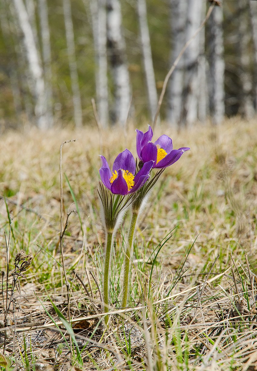 Изображение особи Pulsatilla patens.